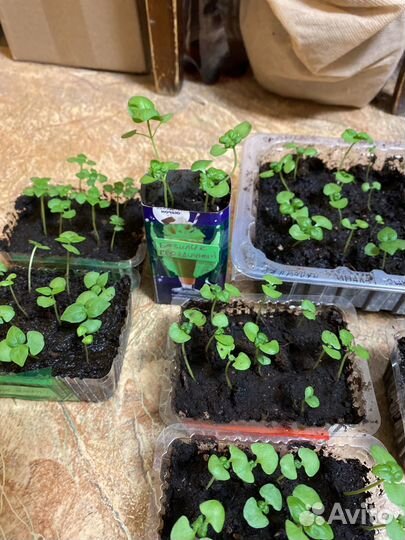 Базилик рассада