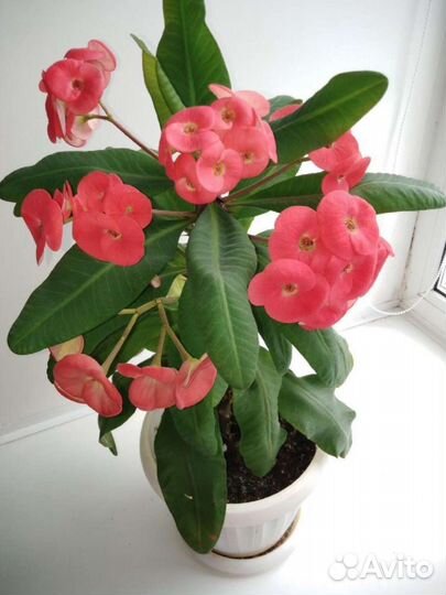 Комнатные цветы