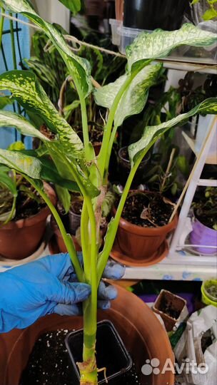 Диффенбахия удомсаб вайт