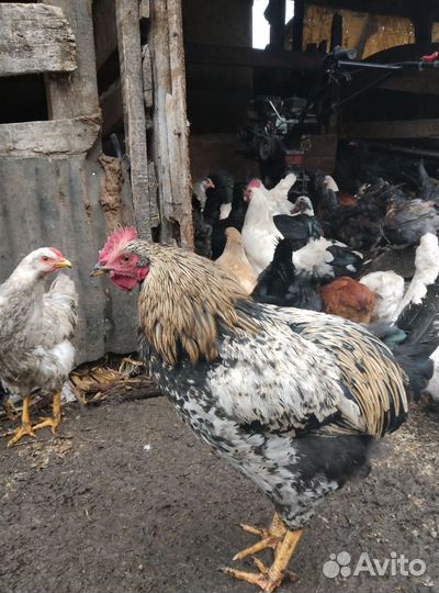 Молодые петухи