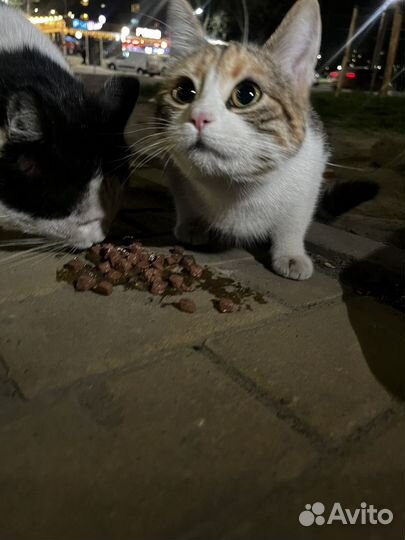 Кошка
