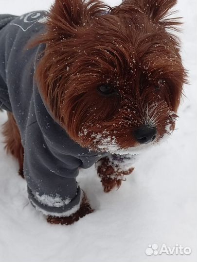 Вязка Ищем девочку йоркширский терьер для случки