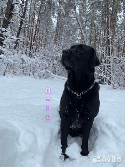 Лабрадетки