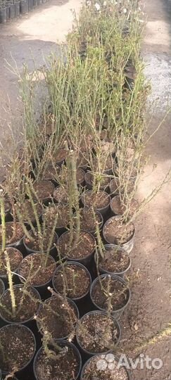 Саженцы роз