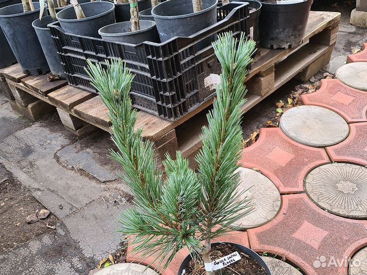 Сосна голубая,гибкая Глаука