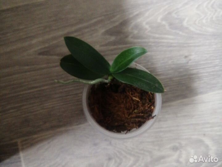 Орхидея фаленопсис equestris (peloric - 3 lips)