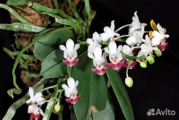 Орхидея. Фаленопсис. Phalaenopsis parishii