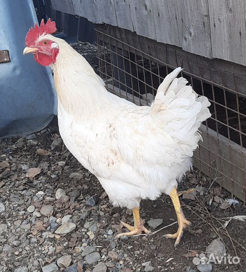 Молодые петухи