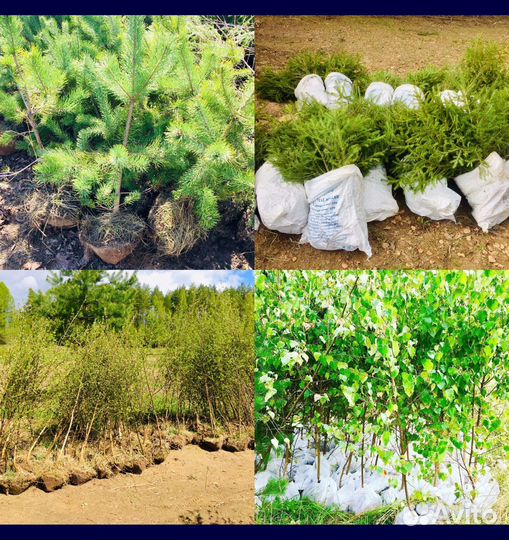 Сосны Ели Березы саженцы с доставкой