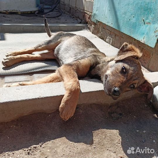 Щенок в добрые руки