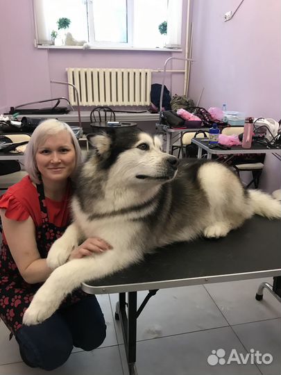 Груминг животных