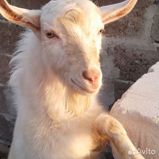 Козел и коза