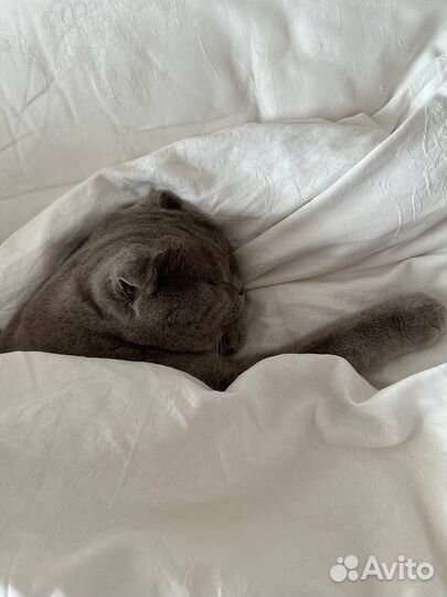 Шотландец для вязки