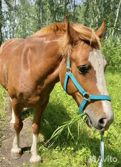 Недоуздок для лошади