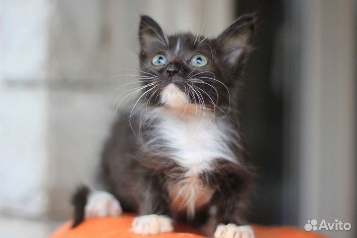 Котенок мальчик бесплатно