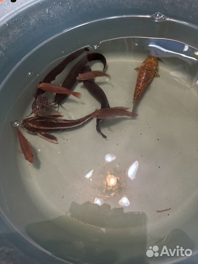 Аквариумные рыбки сомики