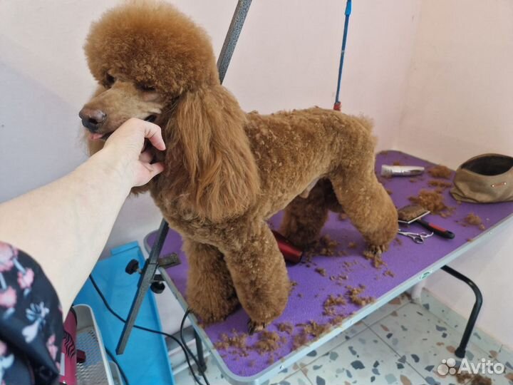 Грумер стрижка пуделей