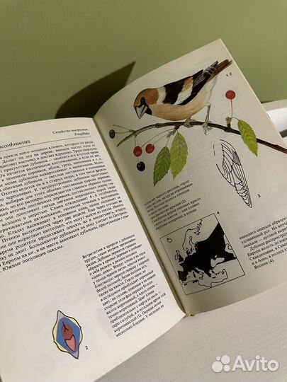 Книга Певчие птицы Артия