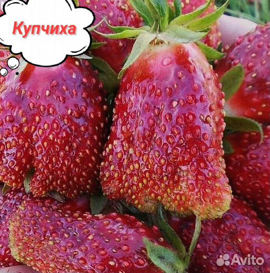 Саженцы клубники Купчиха, Азия