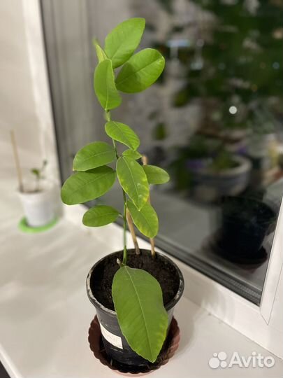 Лимон плодоносящий