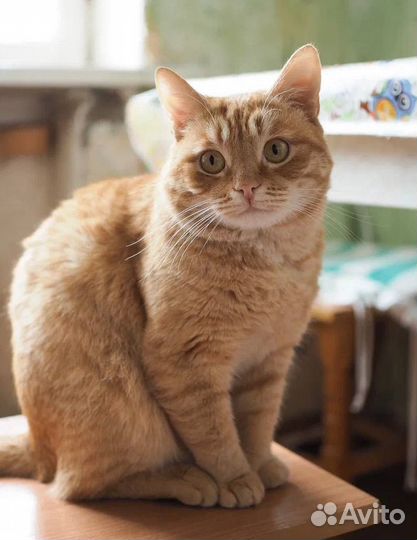 Рыжий котик