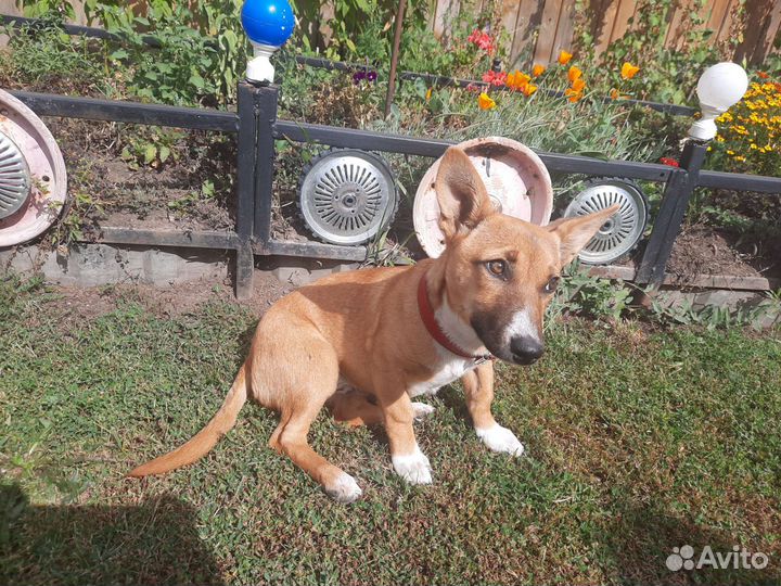 Девочка,небольшого роста, до года в добрые руки