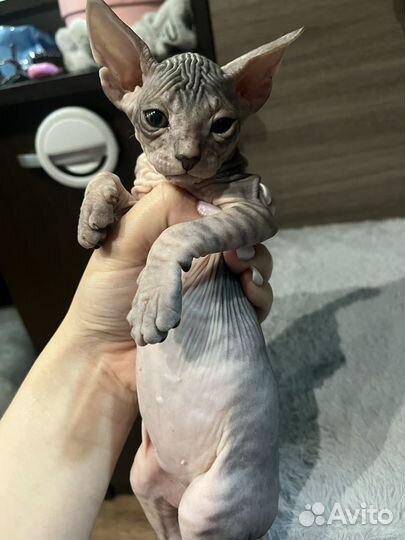 Донской сфинкс