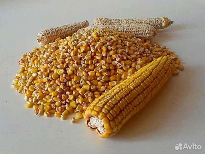 Пьяная кукуруза