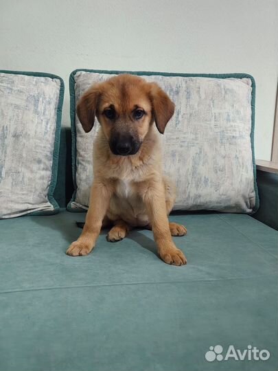 Щенок 2 месяца.Девочка