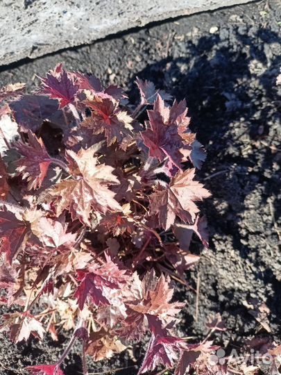 Растения гейхера