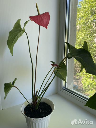 Калифорния