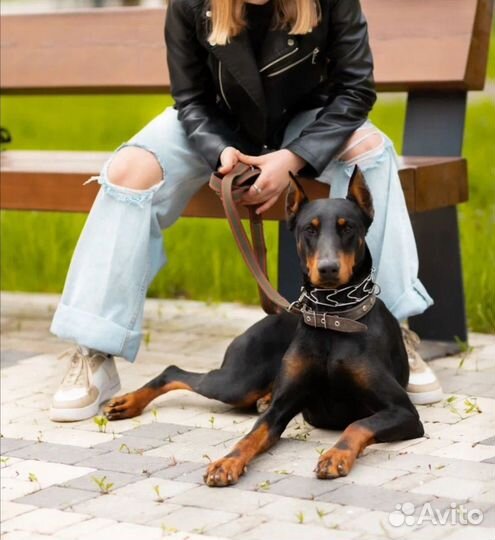 Щенки добермана