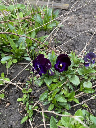 Роза ароматная Цветы