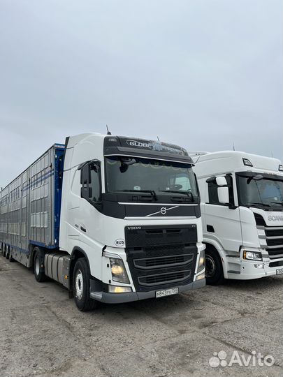 Перевозка скота по России и снг