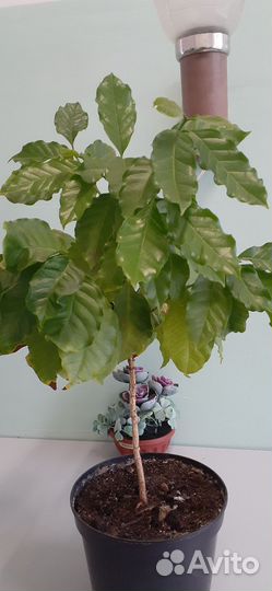 Кофейное дерево