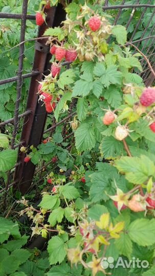 Саженцы малины