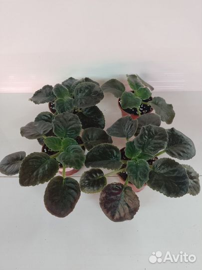 Сортовые фиалки