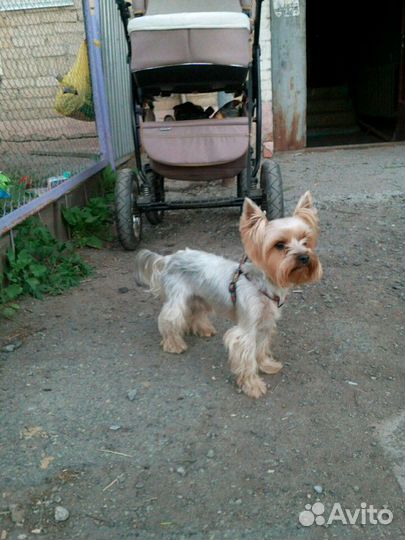 Вязка. Йоркширский терьер