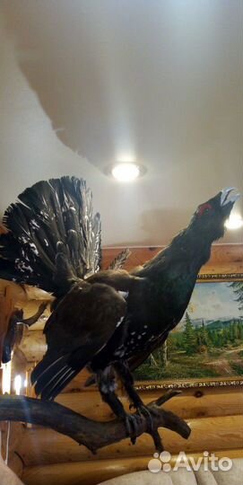 Изготовление чучел