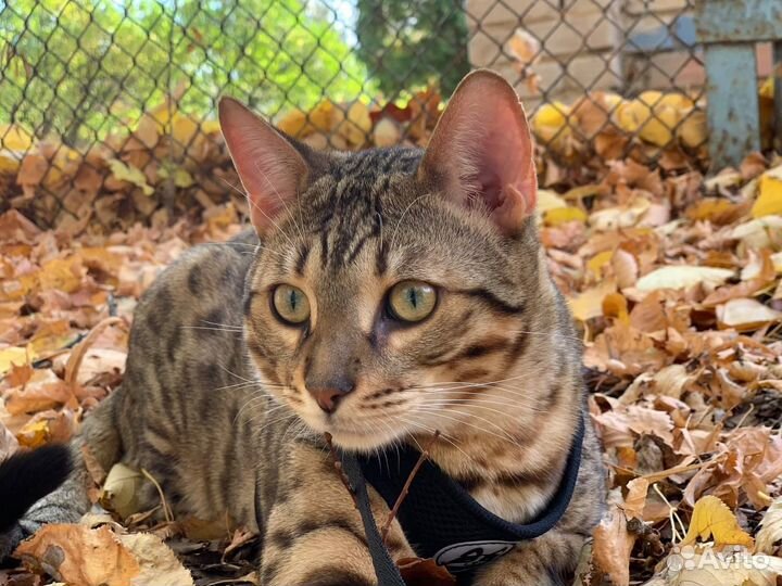 Вязка кошек