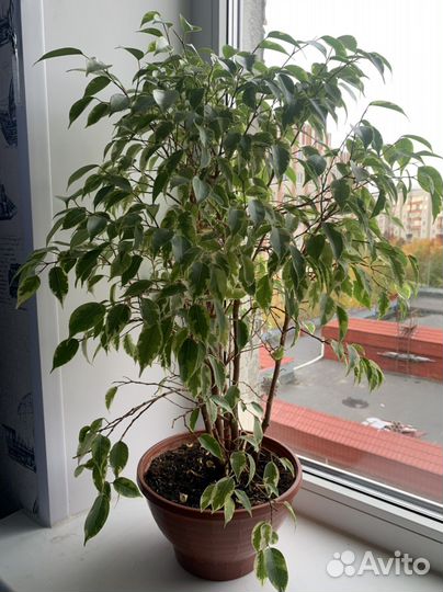 Фикус бенджамина