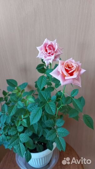 Домашняя роза