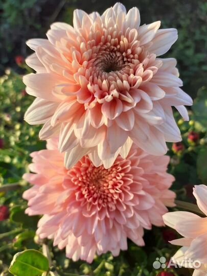 Корейские зимующие хризантемы