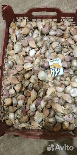Чеснок дробленый