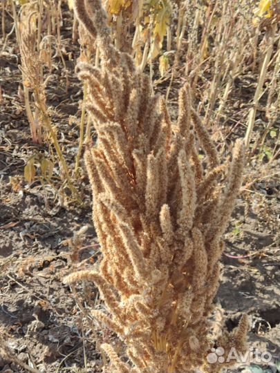 Амарант семена