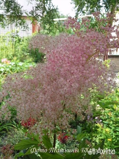 Многолетние садовые цветы