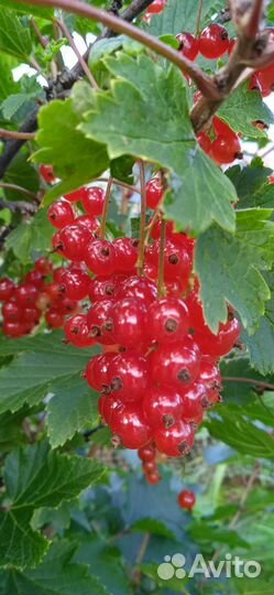 Смородина, малина, черноплодная рябина ягоды