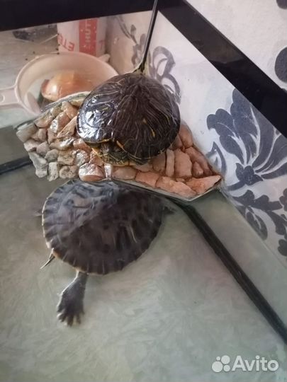 Черепаха