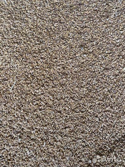 Зерно пшеница ячмень