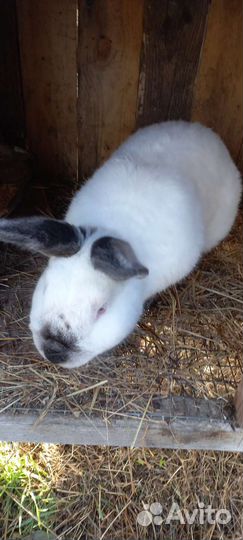 Калифорнийские кролики